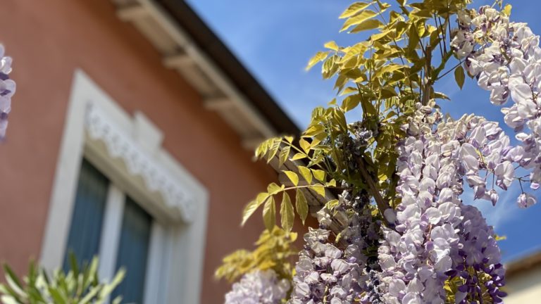 montchat immobilier lyon